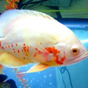 电话炸弹短信业务